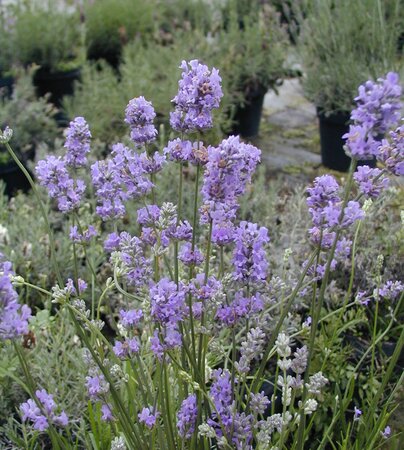 Lavender angustifolia Munstead - image 2
