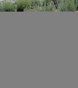 Lavender angustifolia Munstead