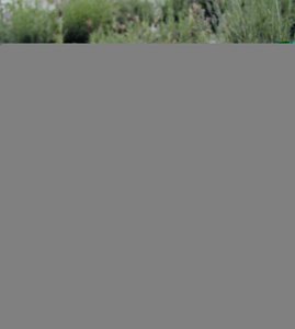 Lavender angustifolia Munstead