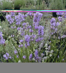 Lavender angustifolia Munstead