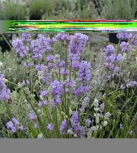Lavender angustifolia Munstead