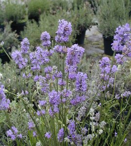 Lavender angustifolia Munstead