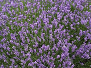 Lavender angustifolia Munstead - image 1
