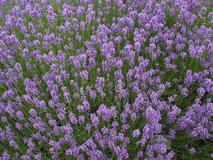 Lavender angustifolia Munstead - image 3
