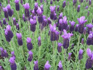 Lavender Anouk