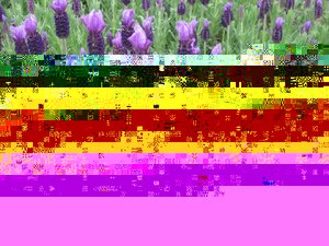 Lavender Anouk