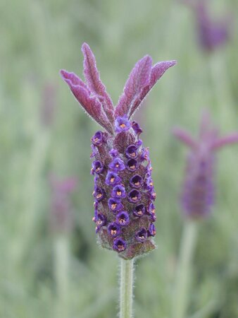 Lavender Helmsdale