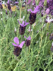 Lavender pen. Papilion