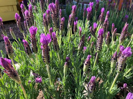 Lavender stoe. Luci Pink