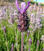Lavender stoechas Devonshire