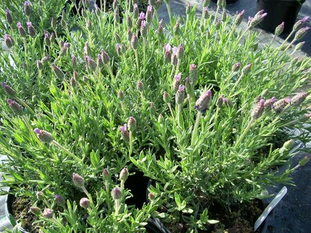 Lavender stoechas Fathead - image 2