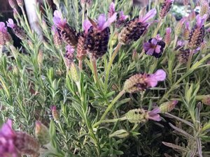 Lavender stoechas Fathead
