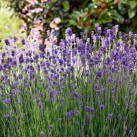 Lavenders