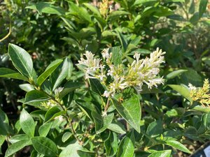 Ligustrum Ovalifolium