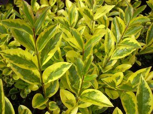 Ligustrum ovalifolium Aureum - image 1