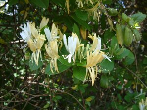 Lonicera Halliana Bembridge
