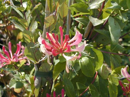 Lonicera periclymenum Belgica - image 1
