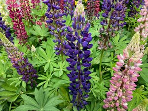 Lupin Blue Shades