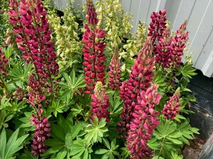 Lupin Red Shades