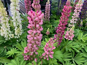 Lupin Rose Shades