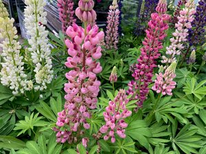 Lupin Rose Shades