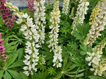Lupin White Shades