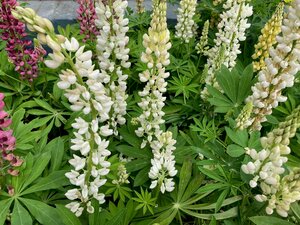 Lupin White Shades
