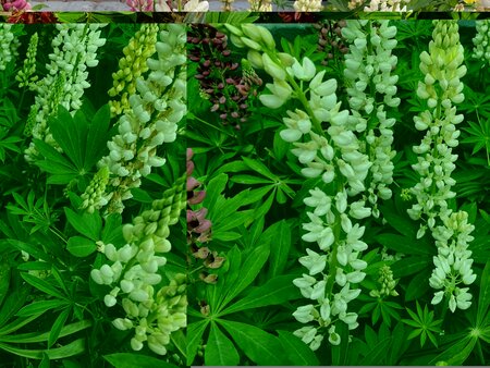 Lupin White Shades