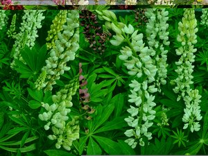 Lupin White Shades