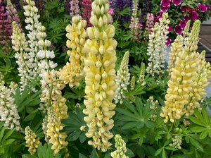 Lupin Yellow Shades