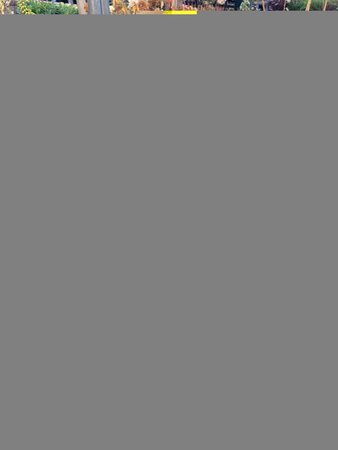 Mahonia x media Charity - image 1
