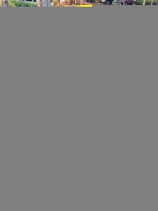 Mahonia x media Charity - image 1