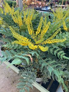 Mahonia x media Charity