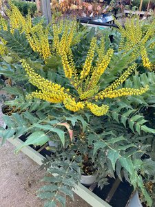 Mahonia x media Charity