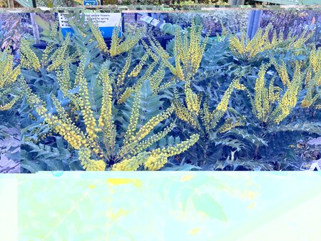 Mahonia x media Charity - image 2