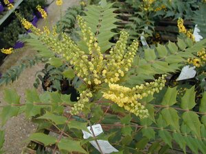 Mahonia x media Winter Sun