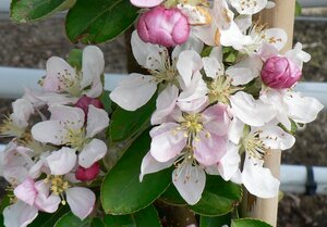 Malus Golden Hornet