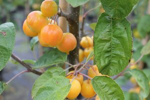 Malus Golden Hornet