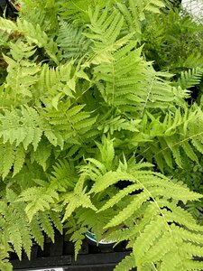 Matteuccia struthiopteris