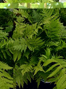 Matteuccia struthiopteris