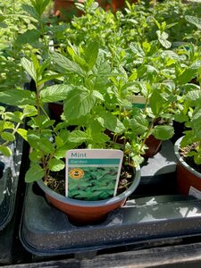 Mint Garden