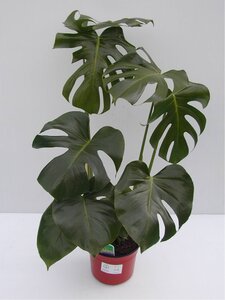 Monstera (Swiss Cheese Plant)