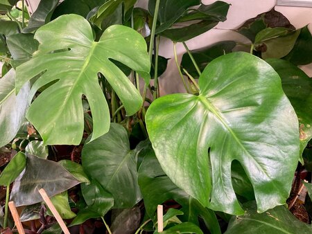 Monstera (Swiss Cheese Plant) - image 2
