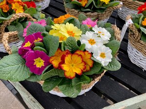 Mothers Day Primrose Basket