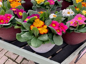 Mothers Day Sorrento Planter - image 1