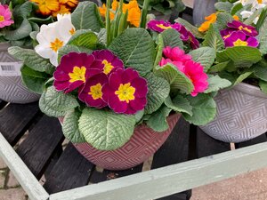 Mothers Day Sorrento Planter - image 2