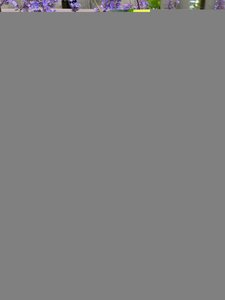 Nepeta Walker's Low - image 1