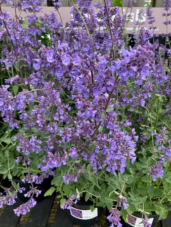 Nepeta Walker's Low - image 1