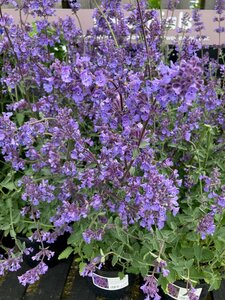 Nepeta Walker's Low - image 1
