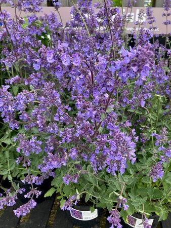 Nepeta Walker's Low - image 1